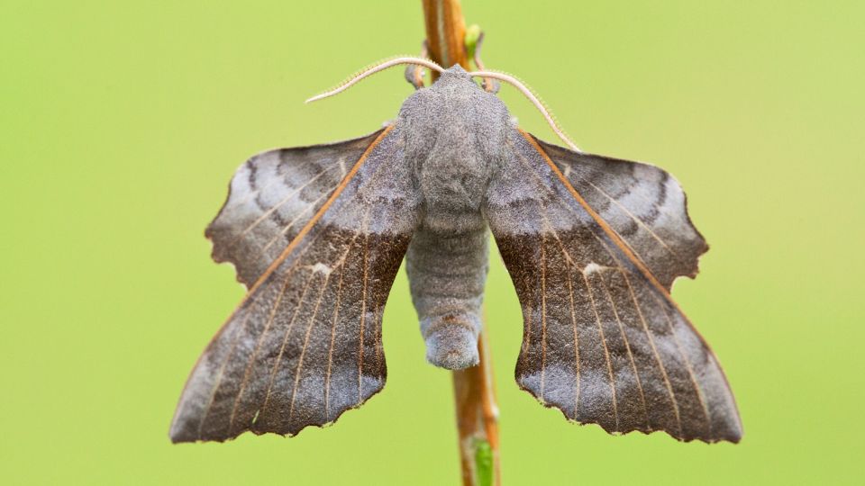 nyarfaszender Laothoe populi 1