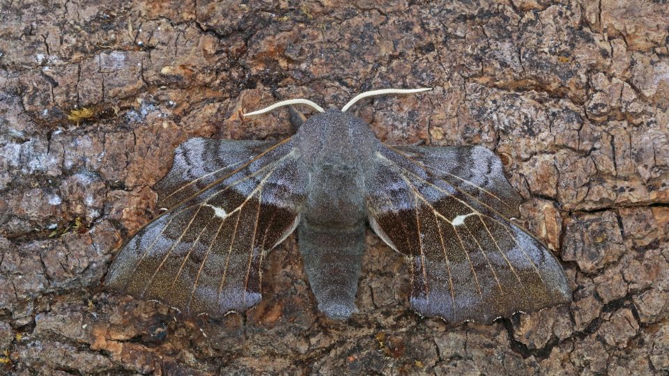 nyarfaszender Laothoe populi 2