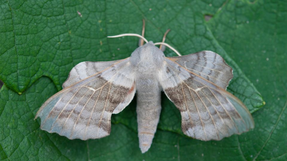 nyarfaszender Laothoe populi 3