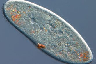 papucsallatka Paramecium 1