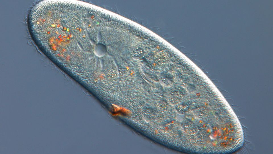 papucsallatka Paramecium 1