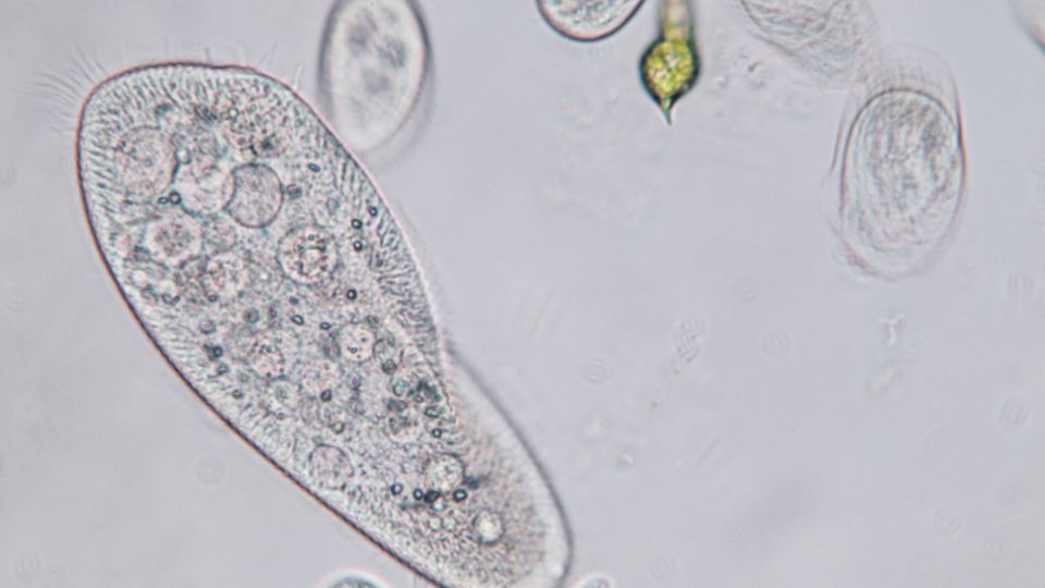 papucsallatka Paramecium 2