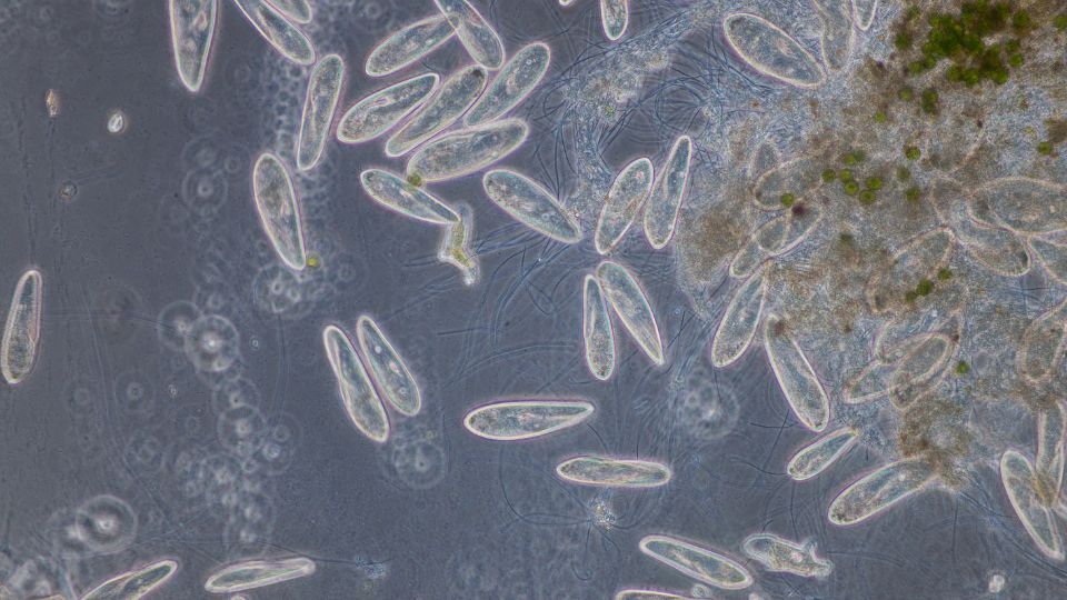 papucsallatka Paramecium 3