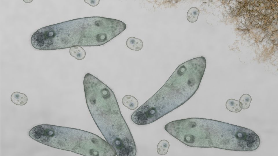 papucsallatka Paramecium