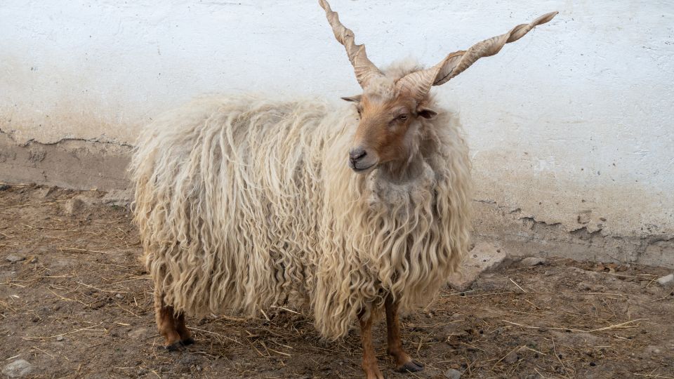 racka juh tartasa 1