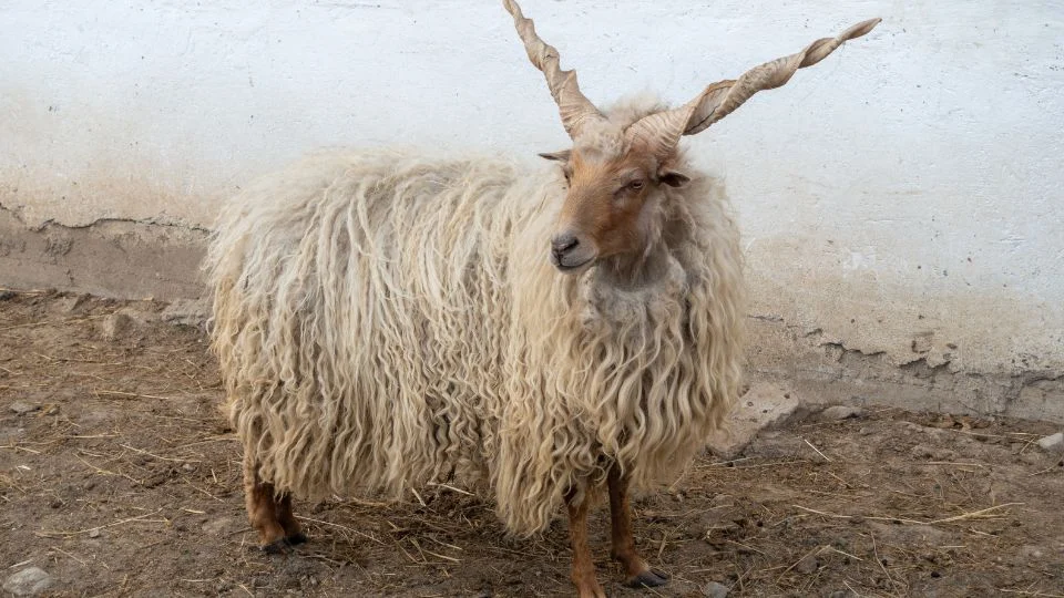 Egy racka juh áll a földön, hosszú, göndör gyapjúval és jellegzetes, csavart agancsokkal.