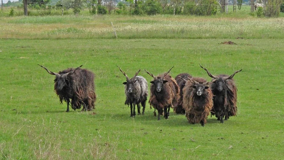 Racka juhok egy zöld réten, szőrük hosszú és göndör, vidám csoportban sétálnak.