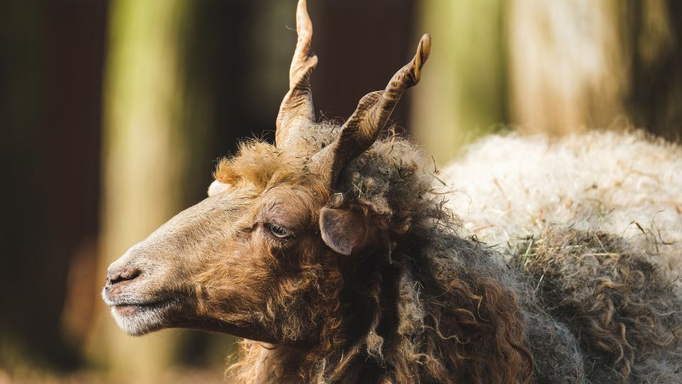 racka juh tartasa 3