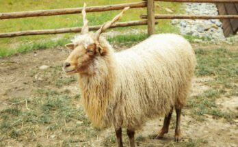 racka juh tartasa