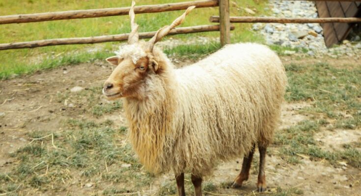 racka juh tartasa