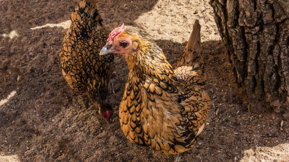 Két sebright tyúk feszít a napfényben, színes tollazattal.