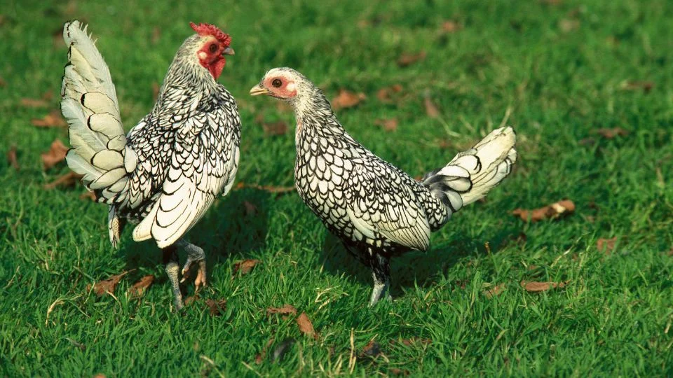 Két sebright tyúk áll a zöld fűben, gyönyörű mintázatú tollazattal.
