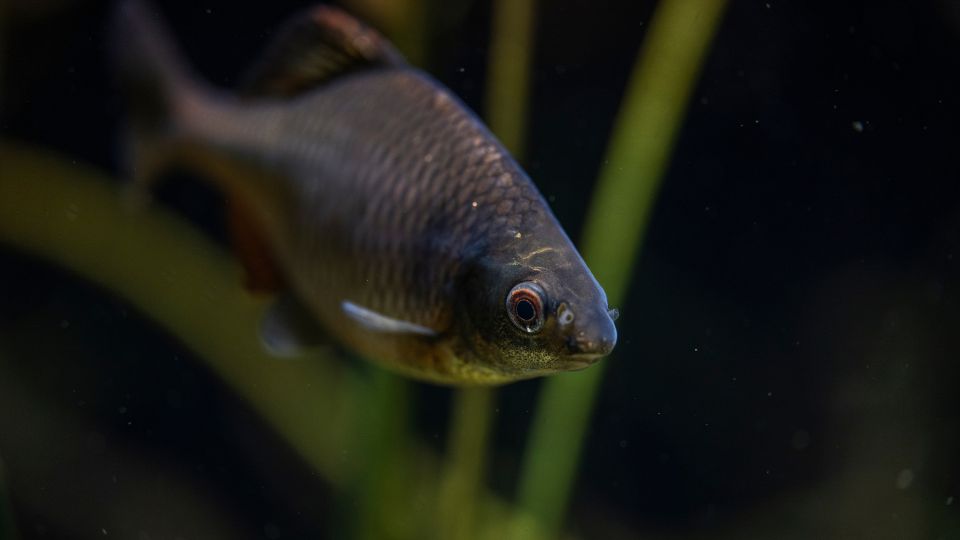 szivarvanyos okle Rhodeus amarus 1