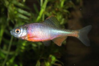 szivarvanyos okle Rhodeus amarus