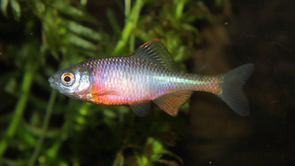 szivarvanyos okle Rhodeus amarus