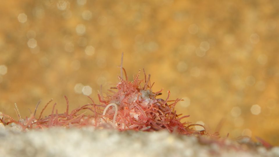 tubifex
