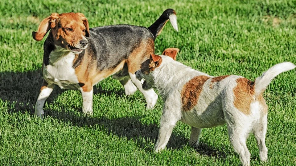 Két kutya játszik a zöld fűben, az egyik beagle, a másik terrier.