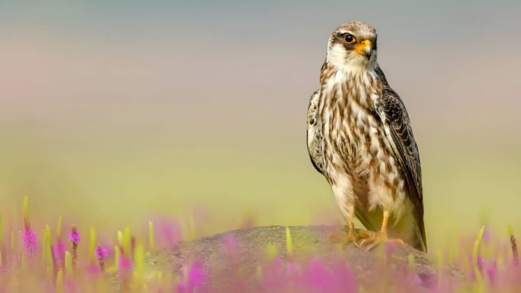 Egy Amuri vércse áll egy sziklán, körülötte színes virágokkal.