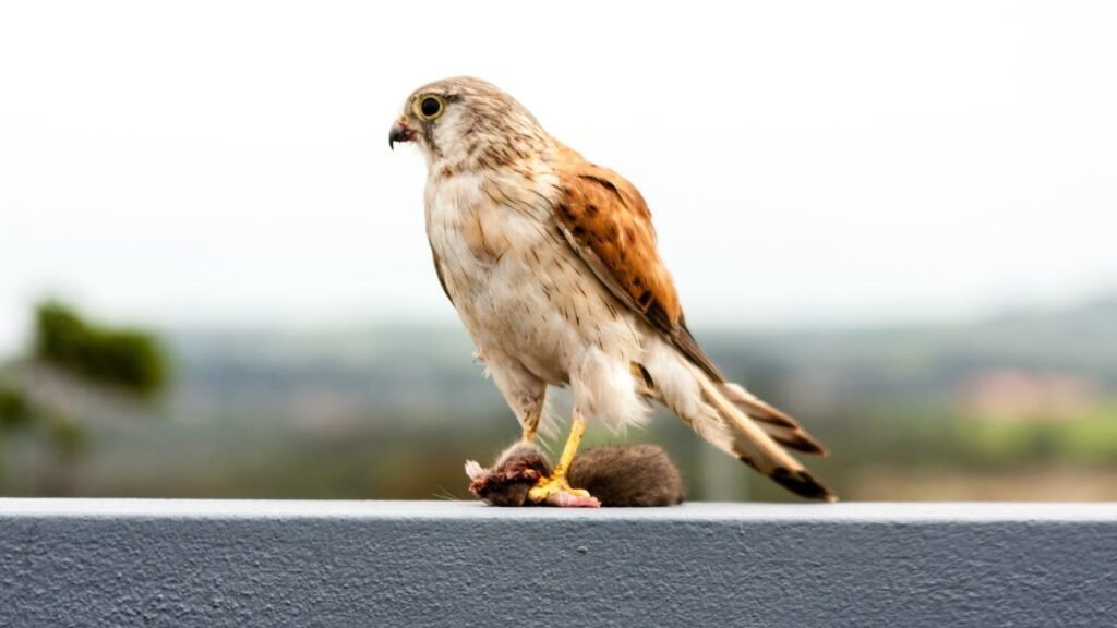 Egy Amuri vércse áll egy szürke felületen, lábánál zsákmányával.