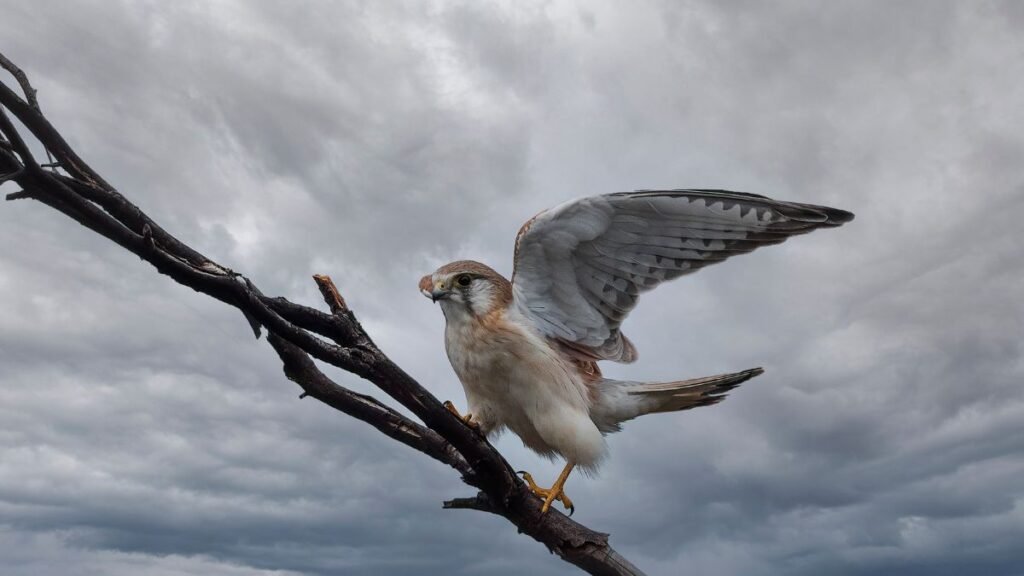 Egy ausztrál vércse áll egy ágon, szárnyait kitárva, felhős ég alatt.