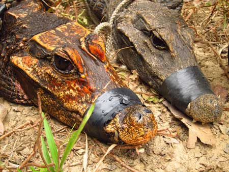 Két krokodil, egyik narancssárga, másik sötét színű, száján szalaggal.