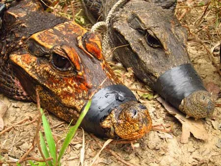 Két krokodil, egyik narancssárga, másik sötét színű, száján szalaggal.