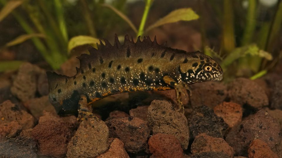 Dunai tarajosgőte a víz alatti köveken, zöld növények között.