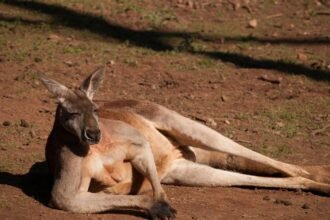 Egy kenguru pihen a földön, nyugodt és kényelmes helyzetben.