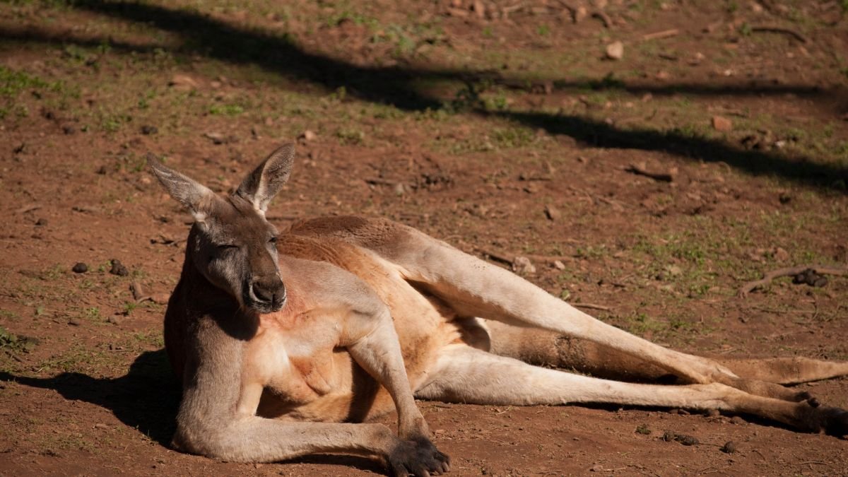 Egy kenguru pihen a földön, nyugodt és kényelmes helyzetben.