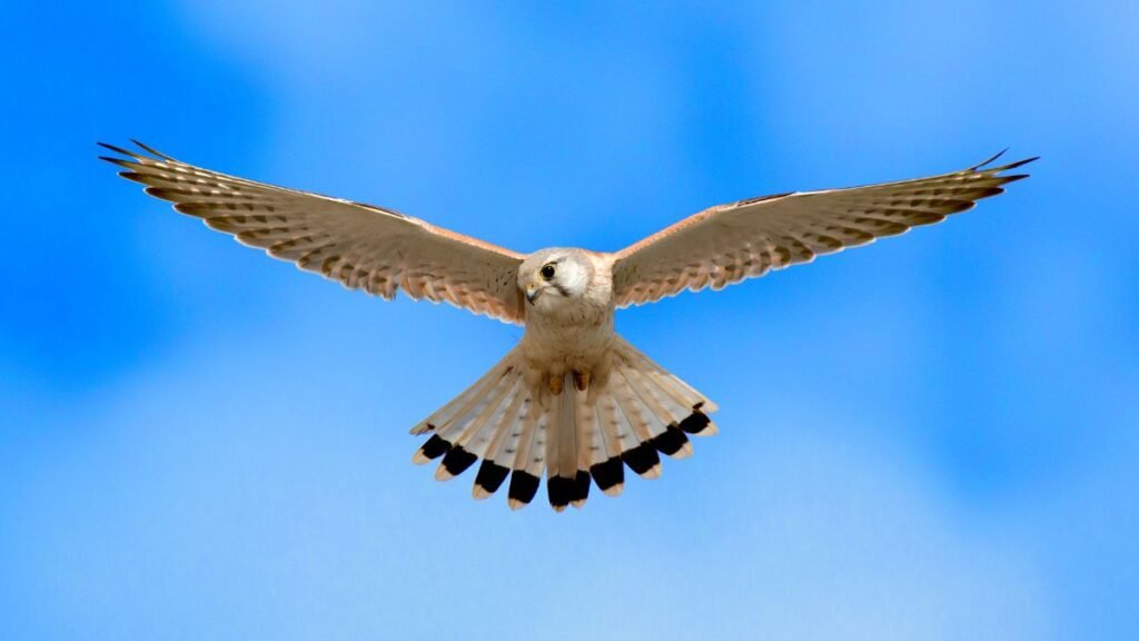 Egy repülő Ausztrál vércse (Falco cenchroides) kék háttér előtt, szárnyait szélesen kitárva.