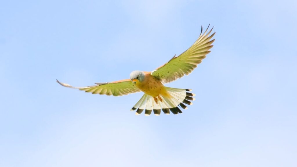 Fehérkarmú vércse repül a kék égen, szárnyai szépen terjednek.