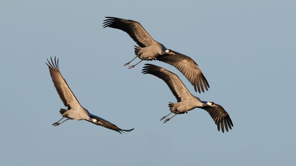 Három daru repül a kék égbolton, szárnyaik szépen terjednek.