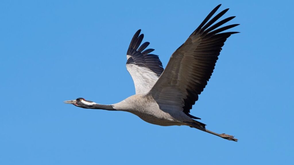 Egy daru repül a kék ég alatt, szárnyai szépen kitárva.