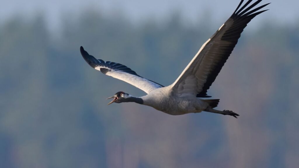 Egy repülő daru, szárnyait szélesen kitárva, a levegőben.