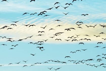 Fekete madarak repülnek egy világoskék égen, szép felhőkkel.