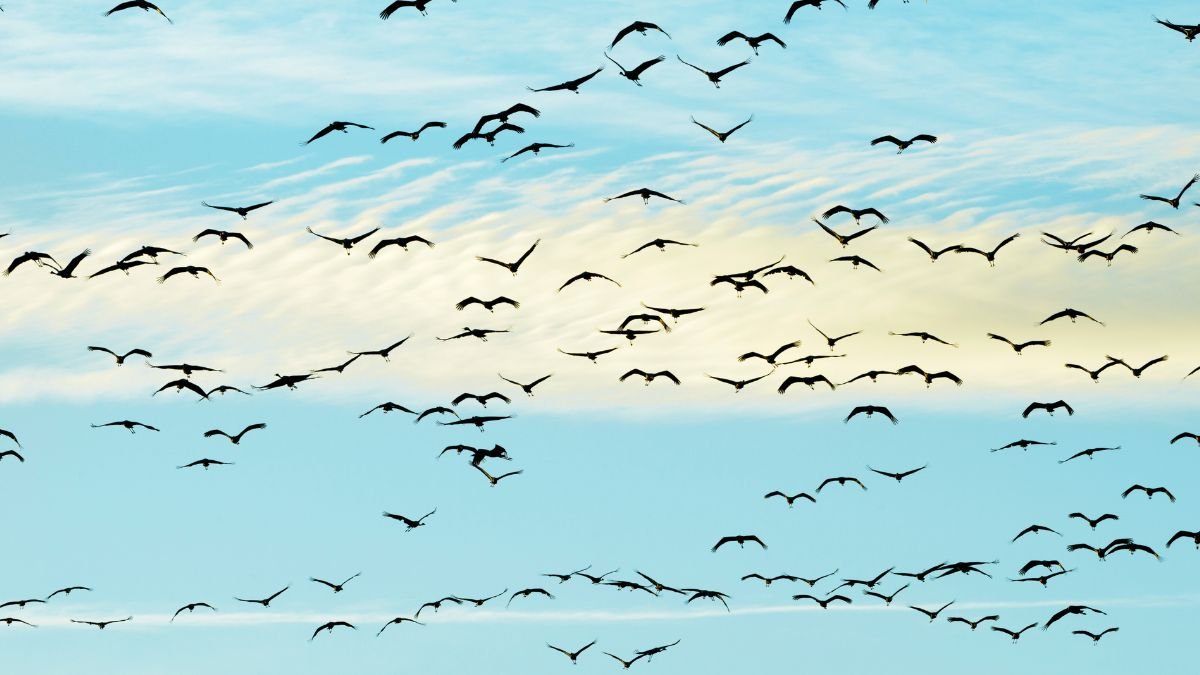 Fekete madarak repülnek egy világoskék égen, szép felhőkkel.