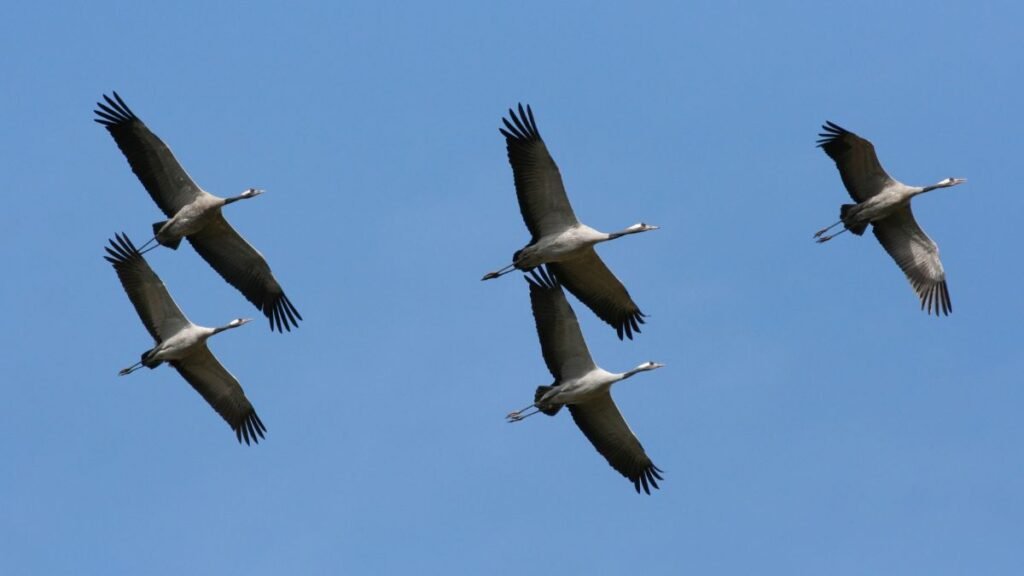 Öt daru repül az égen, szép kék háttér előtt.