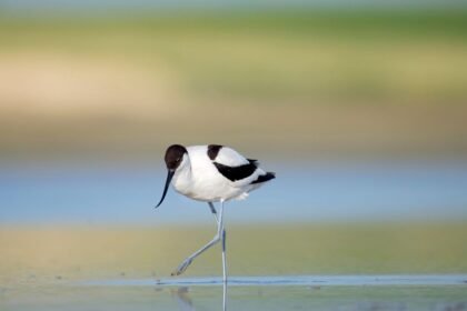 Egy gulipán áll a vízben, lábát emelve, a háttér homályos.