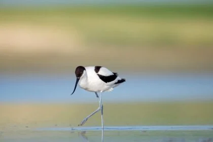 Egy gulipán áll a vízben, lábát emelve, a háttér homályos.