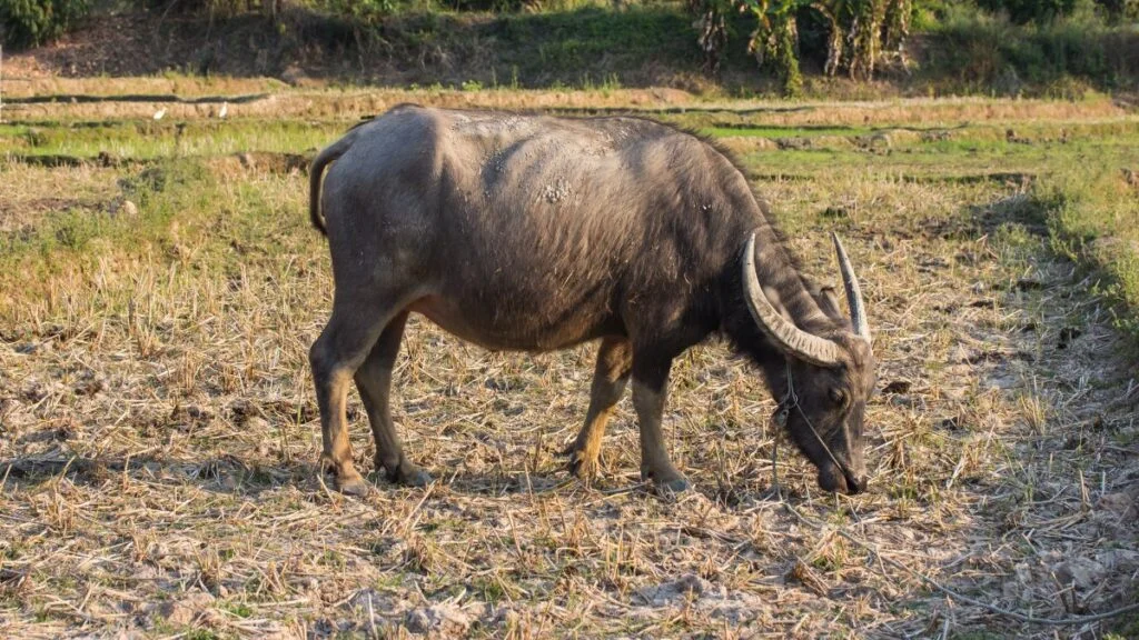 Egy házi vízibivaly legel a mezőn, körülötte szárított fű és növényzet.