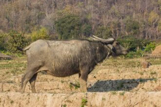 Egy házi vízibivaly sétál a mezőn, mögötte zöld fák és egy parasztház látszik.