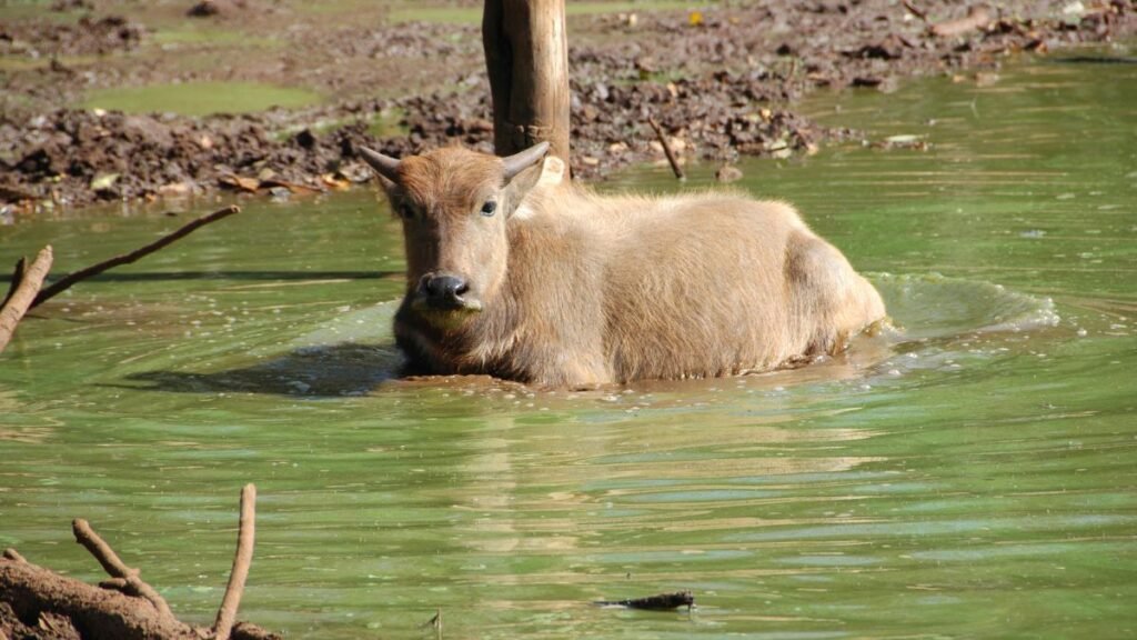 Egy házi vízibivaly pihen a vízben, körülötte zöldes víz és száraz föld.