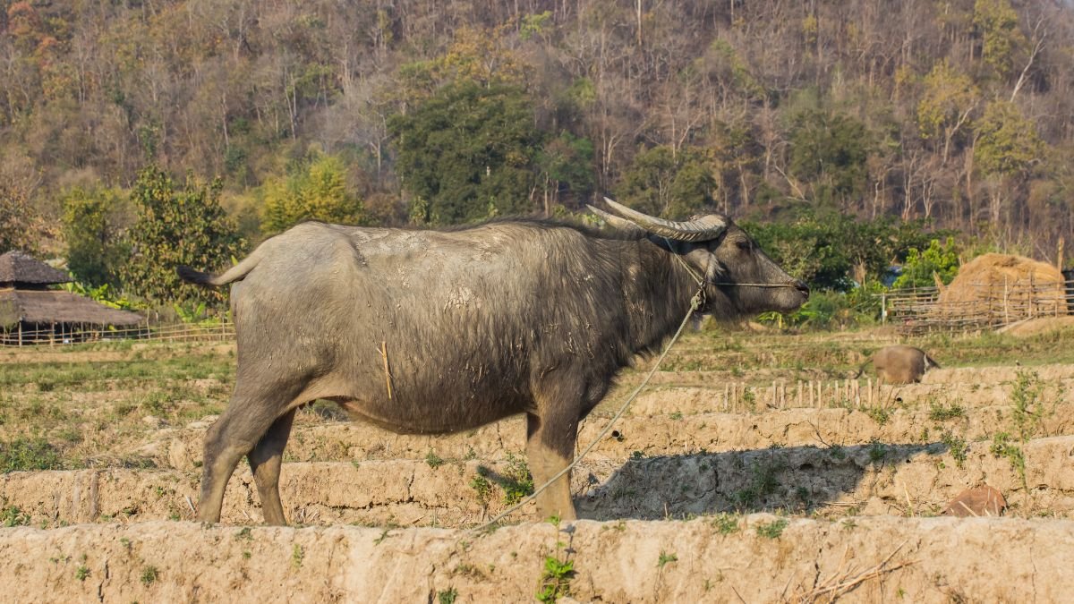 Egy házi vízibivaly sétál a mezőn, mögötte zöld fák és egy parasztház látszik.