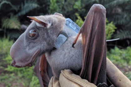 Egy különleges denevér, Hypsignathus monstrosus, közelről, egy kesztyűs kézben.