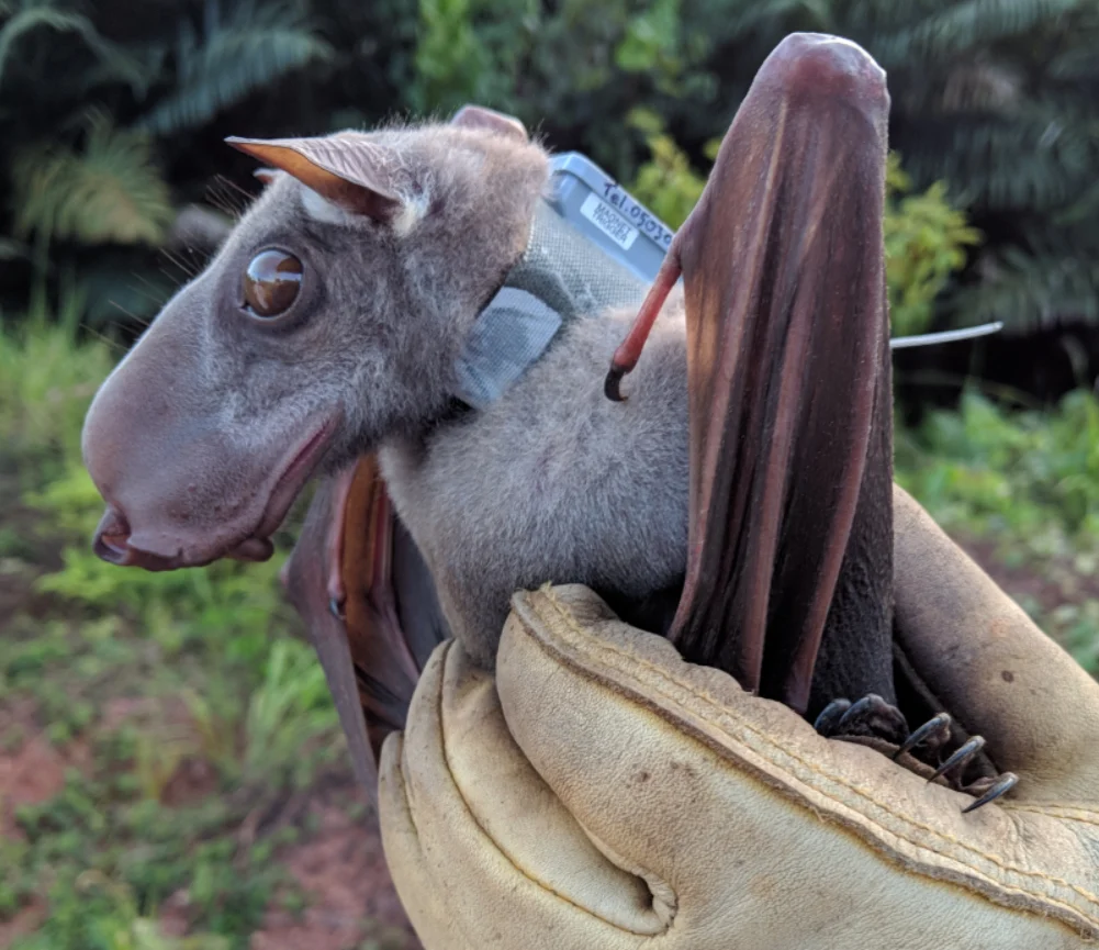 Egy különleges denevér, Hypsignathus monstrosus, közelről, egy kesztyűs kézben.