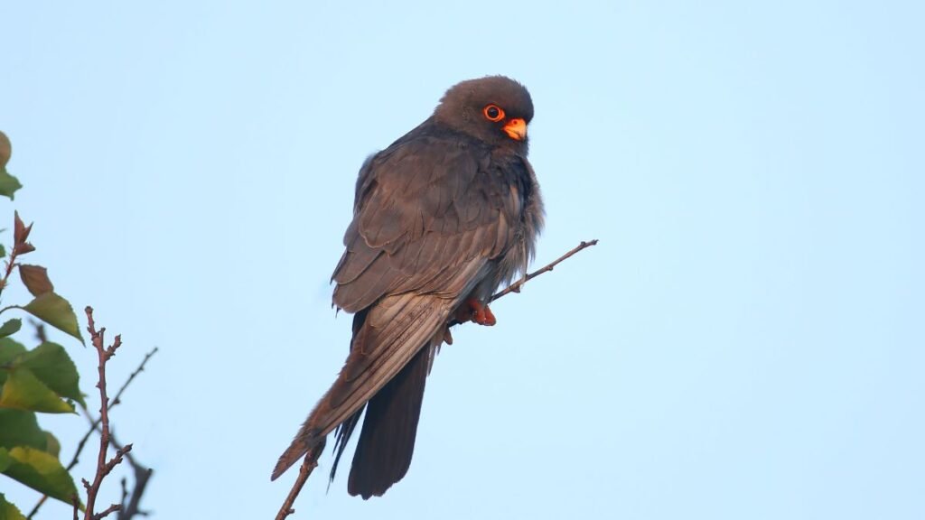 Kék vércse ül egy ágon, élénk színekkel és figyelmes tekintettel.