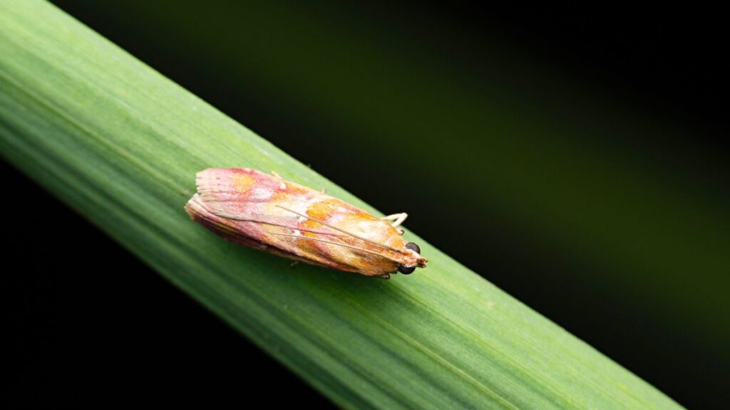 Egy lucernamoly (Oncocera semirubella) pihen egy zöld levélen, részletesen látható a színe és a formája.