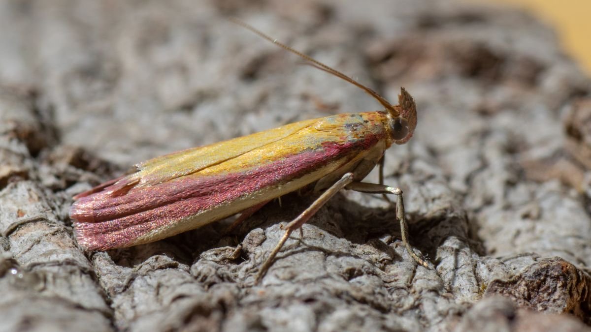 Egy színes lucernamoly, sárga és piros árnyalatokkal, fán ülve.