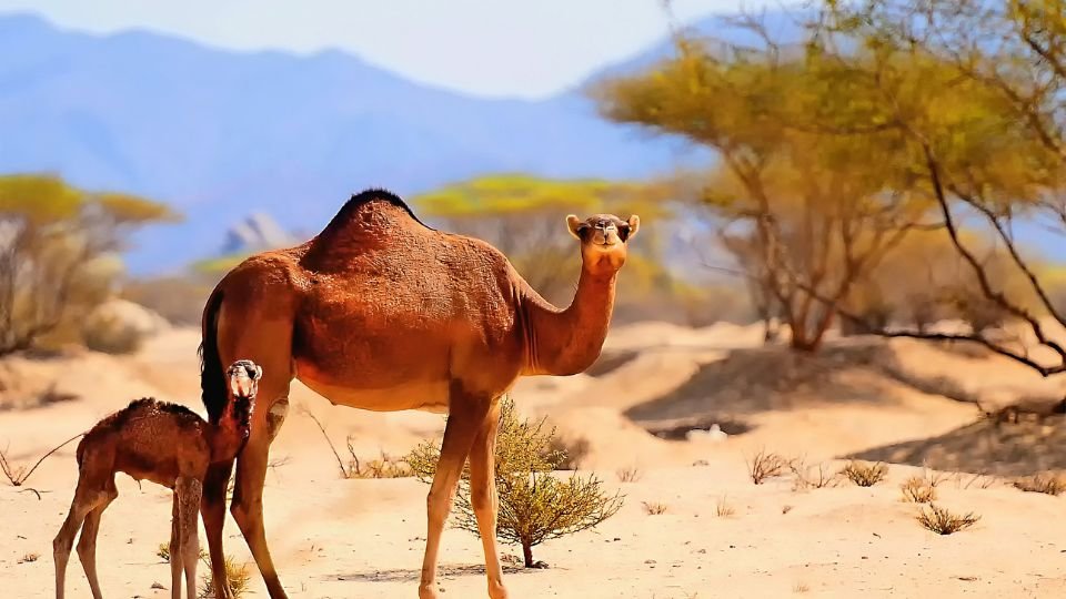 Két teve áll a sivatagban, az egyik kicsi, a másik felnőtt.