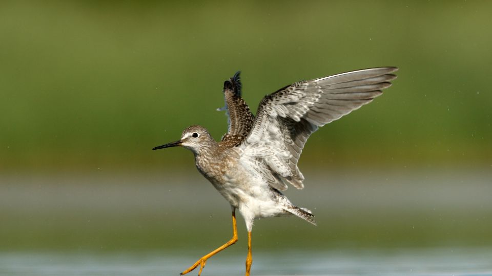 Sárgalábú cankó repülés közben, víz felett állva, szárnyait terjesztve.